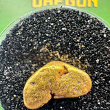 real oregon gold nugget 